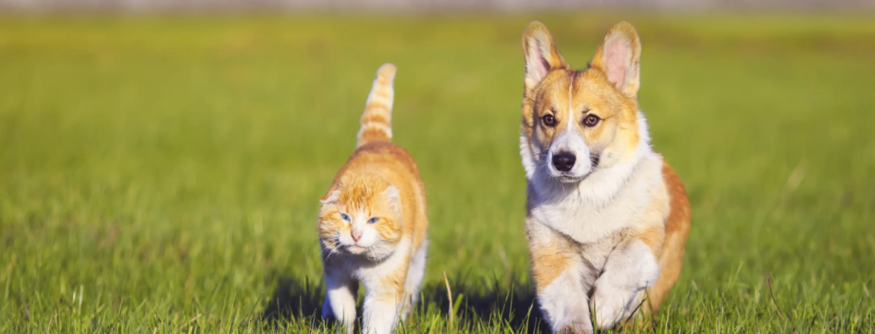 Corgi with orange cat running